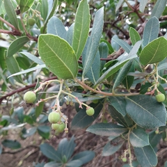 Arbutus unedo