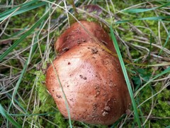 Tricholoma