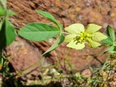 Dalechampia capensis