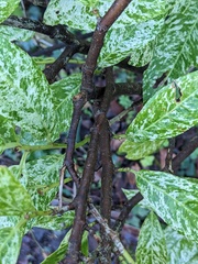 Aucuba japonica