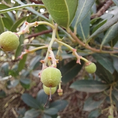 Arbutus unedo