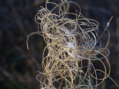Chamaenerion angustifolium