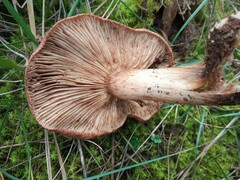 Tricholoma