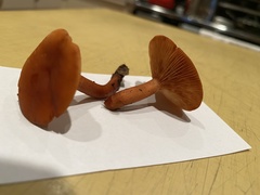 Lactarius subviscidus
