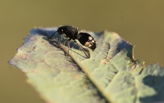 Ronisia marocana