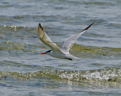 Thalasseus bengalensis