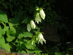Campanula alliariifolia