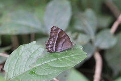 Taygetis thamyra