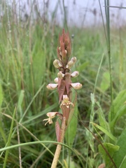 Satyrium cristatum