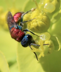 Chrysura