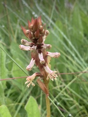 Satyrium cristatum