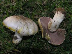 Agaricus iodosmus
