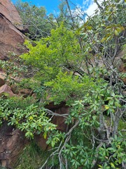 Ochna maguirei