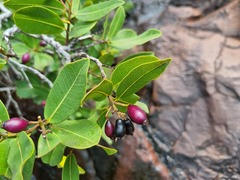Syzygium × intermedium