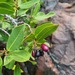 Syzygium × intermedium - Photo (c) Reuben Heydenrych, algunos derechos reservados (CC BY-NC), subido por Reuben Heydenrych