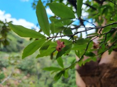 Ochna maguirei