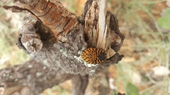 Gymnetis hieroglyphica
