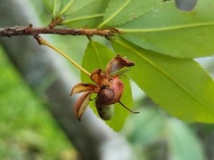 Ochna maguirei