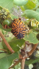 Gymnetis hieroglyphica