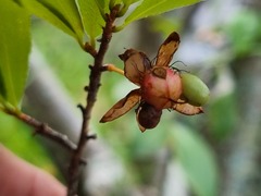 Ochna maguirei