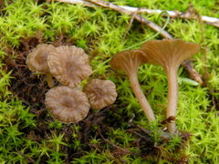Arrhenia rickenii