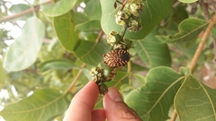 Gymnetis hieroglyphica