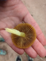 Pluteus leoninus