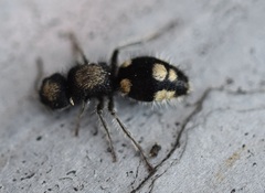 Ronisia marocana