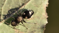Ronisia marocana