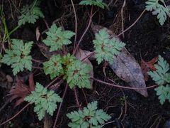 Geranium robertianum