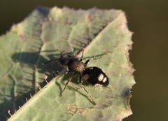 Ronisia marocana