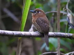 Malacoptila mystacalis
