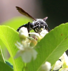 Andrena agilissima