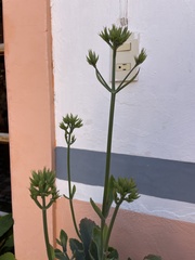 Magnoliopsida