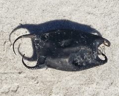 Rostroraja eglanteria