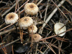 Crinipellis scabella