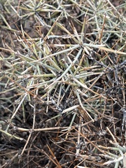 Ephedra nevadensis