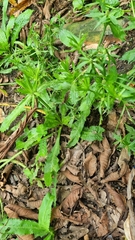 Eryngium foetidum