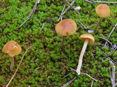 Galerina graminea