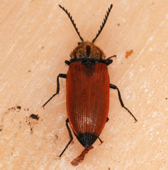 Anostirus castaneus