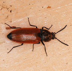 Anostirus castaneus