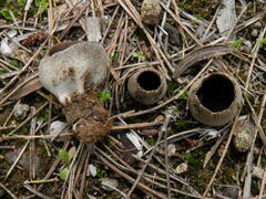 Dissingia leucomelaena