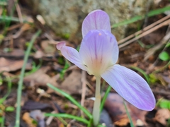 Crocus versicolor