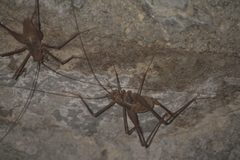 Dolichopoda