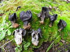 Helvella semiobruta
