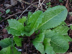 Primula vulgaris
