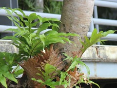 Drynaria quercifolia