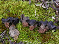 Helvella semiobruta
