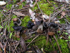 Helvella semiobruta