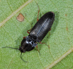 Cardiophorinae